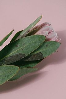 入荷の際、葉が茶色くなっていることがございます。品質には問題ございませんが、気になる場合は優しく取り除いてあげましょう。