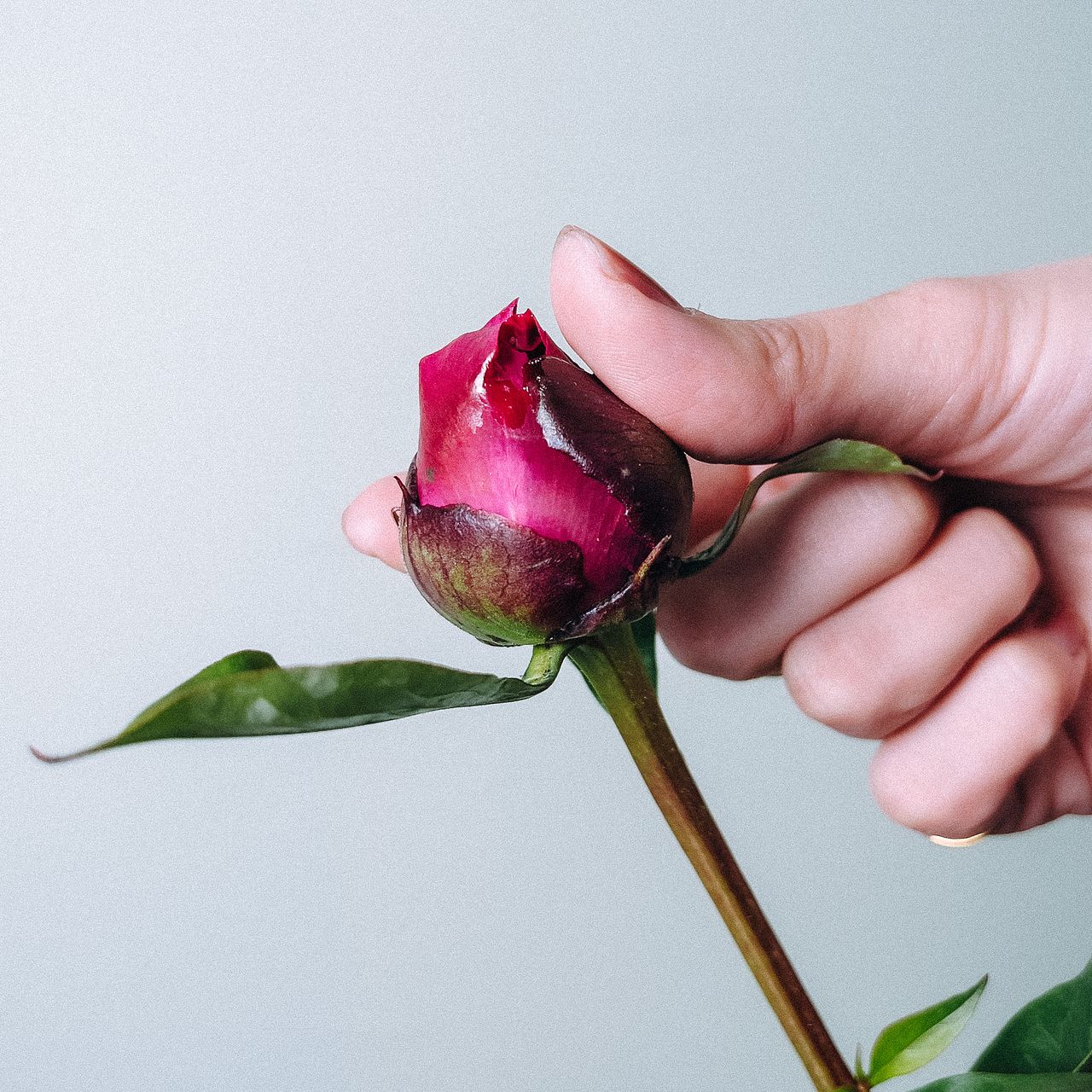 芍薬「スカーレットオハラ」