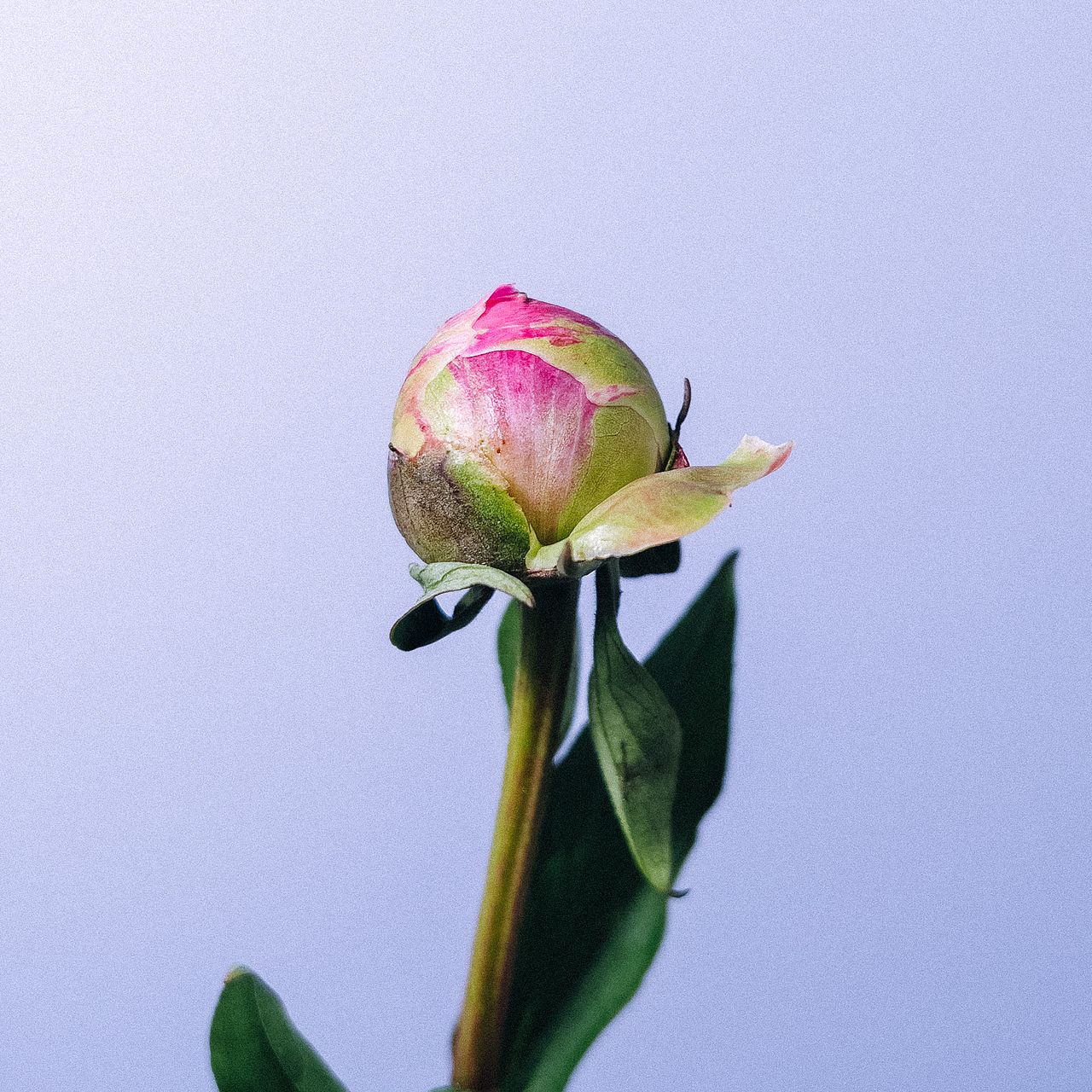 芍薬「スカーレットオハラ」