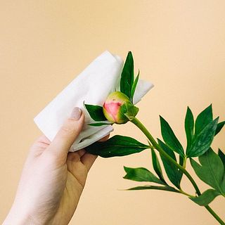 芍薬のつぼみは、蜜で少し潤いがあります。そのままにしておくと花が開きにくい原因となってしまうので、濡らしたキッチンペーパーなどでやさしく拭き取ってあげてください。