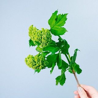 頭が重く、茎はしなやかなので俯いて見えることも。気になる場合、短くカットしてグラスにちょこんと飾るのもおすすめ。