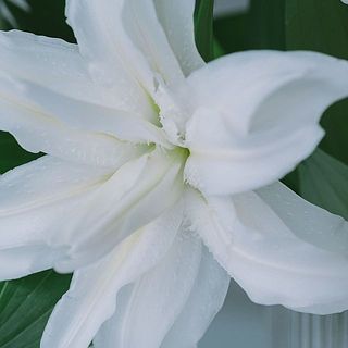 しっとりした質感の花びら。八重咲きの品種なので、花粉はありません。