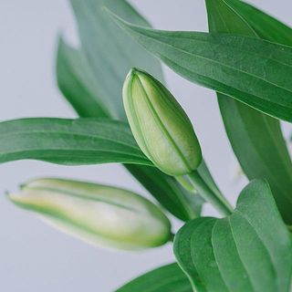 1本に2〜3輪ほどついています。咲き終わった花は取り除いてあげると、つぼみが咲きやすくなります。　