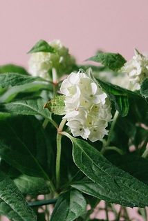 葉が一部変色していることがございます。ご了承ください。