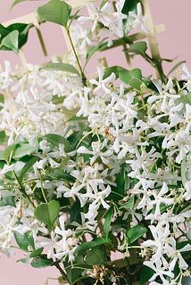 一部、花びらに傷や変色がある場合がございます。