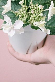 一部、鉢に汚れがある場合がございます。