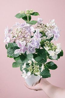 形、花付きには個体差があります。