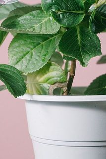 一部、葉に傷や欠け、変色がある場合がございます。