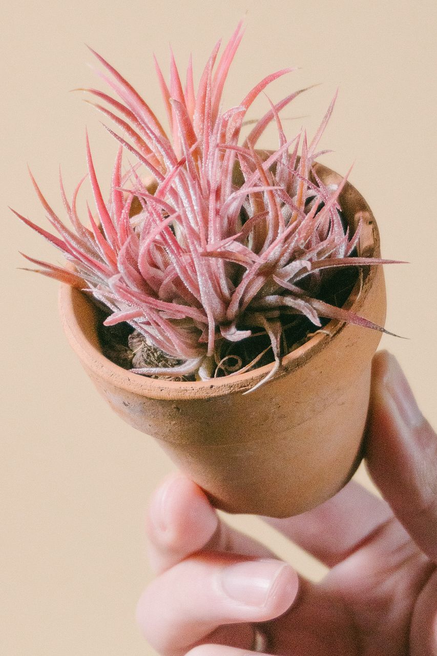 チランジア　イオナンタ　Always pink ティランジア イオナンタ オールウェイズピンク その1 – Plants Navi