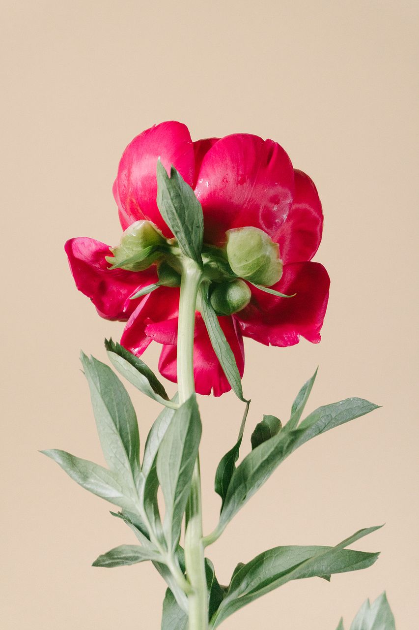 赤りんごの芍薬