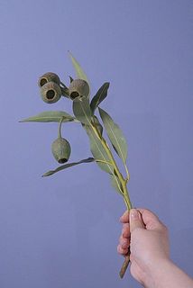 実や葉の付きには個体差が大きいです。ご了承ください。