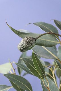 入荷時からシワの多い実も。風合いとしてご理解ください。