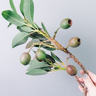 実の色は黄緑色〜茶色がございます。