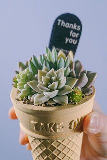 多肉植物の種類はおまかせになります。