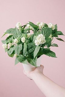 枝ぶりや花付きには個体差がございます。