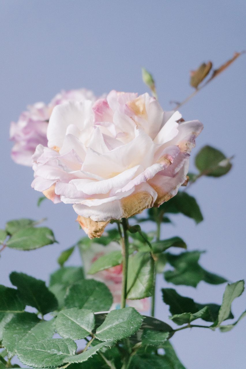 レスキュー！希少バラの鉢「カメオ」