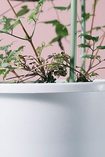 一部枯れた葉が残っていることも。気になる場合は優しく取り除いてください。