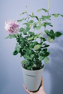 薔薇　今はカメよ small_929001f9-04e0-49e2-b1ec-