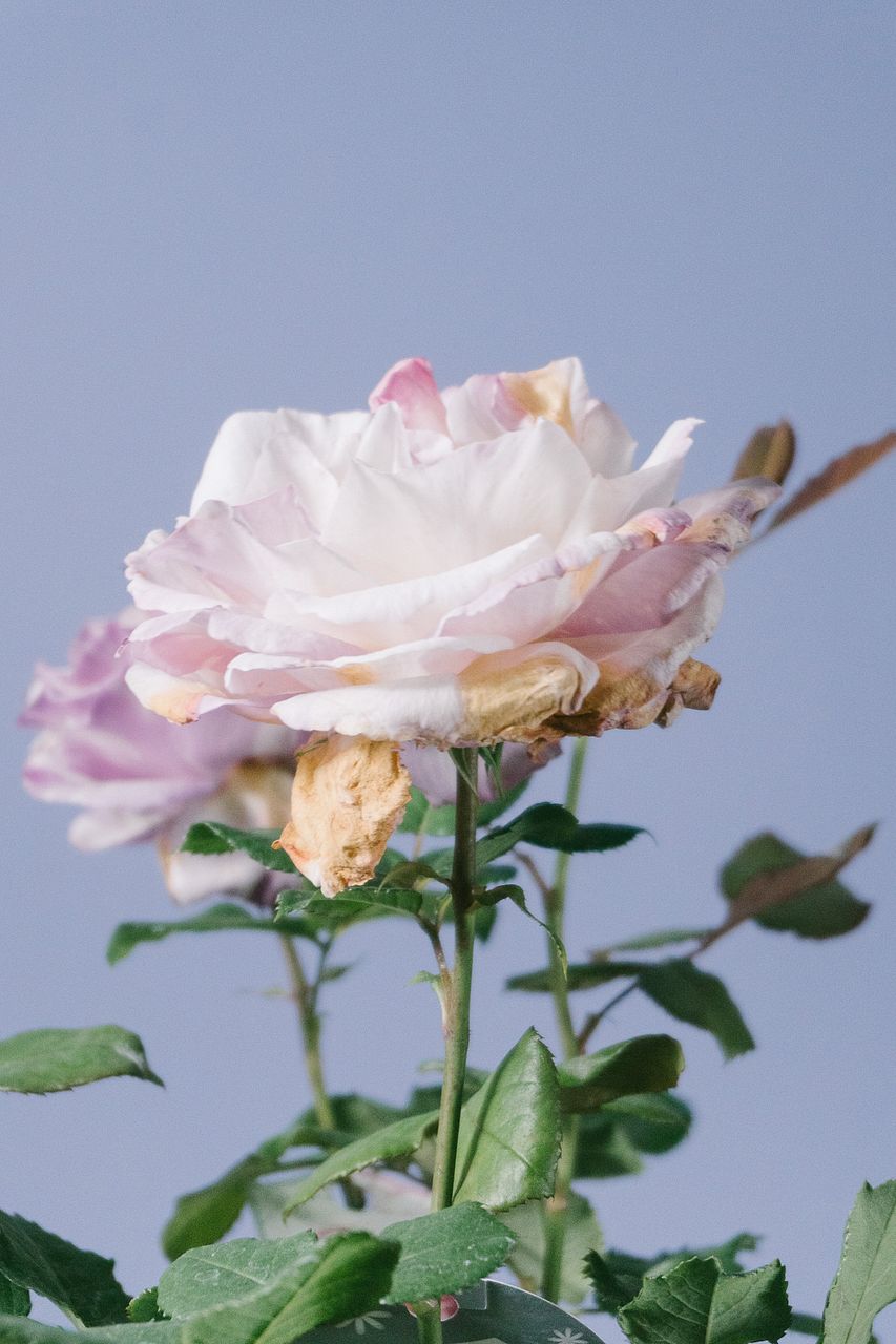 レスキュー！希少バラの鉢「カメオ」