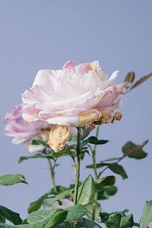 レスキュー！希少バラの鉢「カメオ」