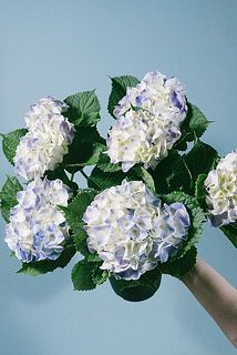 形、花付きには個体差があります。