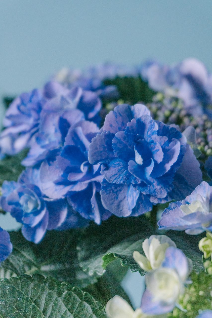 本店アジサイ新品種デビュー ✨⁡ お得♪まとめセット 新入荷 最新品種