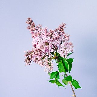 蕾からだんだんと開花していきます。