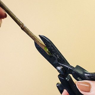 水揚げはハサミで縦割りを行いましょう。