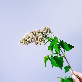 しょんぼりしていても水揚げで復活する可能性が高いです。お手入れ方法を見てみて👀