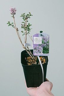 枝ぶりや花のつき方には個体差がございます。