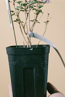 鉢に汚れがついていることも。気になる場合は拭き取ってください。