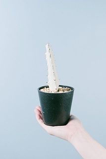 白い子もいます。色には個体差がございます。