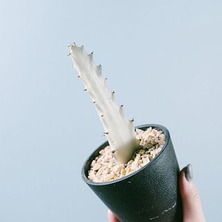 すべすべ感がたまりません！