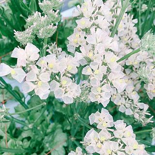 スターチスは外側の花びらのような部分がガク。小さい黄色の部分が花なんです。品種により花の色は白色などもございます。