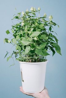 形、花付きには個体差があります。