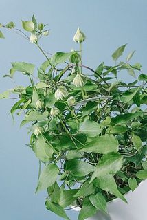 開花が楽しみ😊