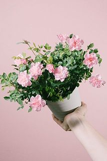 形には個体差があります。