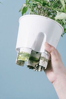 一部、藻や苔が付いている場合がございます。