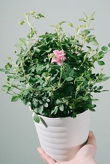 花や蕾のつき方には個体差があります。