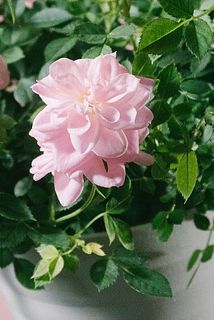 一部、花びらに欠けや傷がある場合がございます。