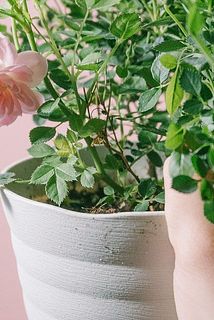 一部、咲き終わりや日の当たらない部分は枯れている場合がございます。優しく摘み取ってあげましょう。