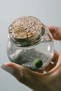 容器を横にすると蓋の横から水漏れする場合もあります。水平に飾ってたのしんで。