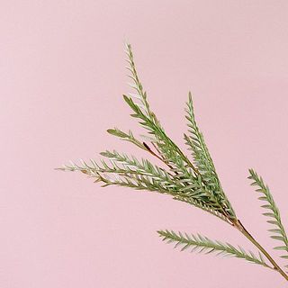 アイバンホーの葉の裏側はシルバーになっています。