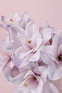 幻想的なラベンダーカラーに染まった百合。八重咲きの品種なので、花粉はほとんどありません。花びらはとても繊細で、傷がつきやすいです。気になる場合は、優しく取り除いてください。