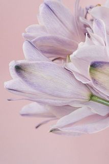 うっとりする美しさ。