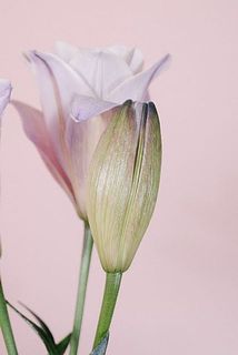 蕾の時点では染めの色が強く見えるかもしれませんが、開花すると柔らかな印象に。