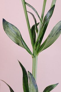 茎から染料を入れているため、葉も染まっています。気になる場合外してみて。