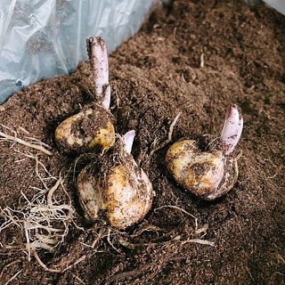 オランダやニュージーランドから届いた球根。ここから美しい百合に育てます。