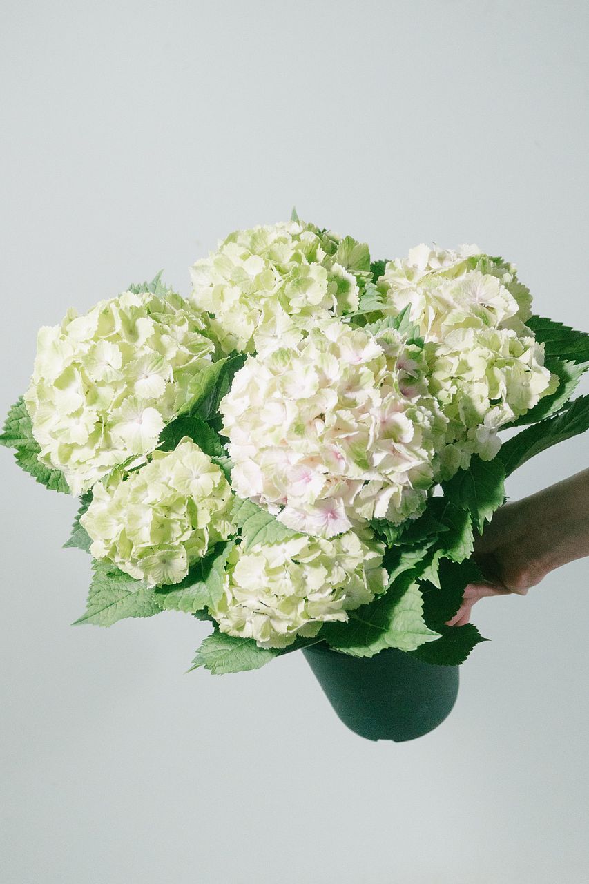 ＊NinetalesFox＊です♪2点セット！レモンキス　紫陽花　アジサイ 紫陽花「レモンキス」