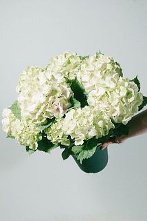 形、花付きには個体差があります。